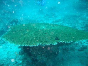 1212230738_IMG_3891 