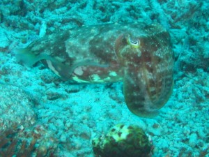 1212230738_IMG_3893 