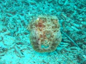 1212230738_IMG_3895 