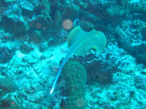 1212230739_IMG_3973 