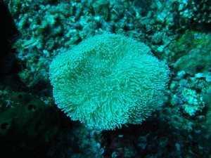1212230740_IMG_3977 
