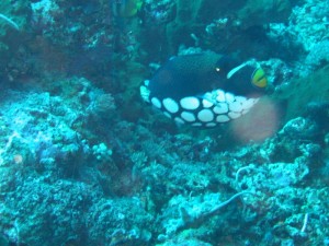 1212230741_IMG_3979 
