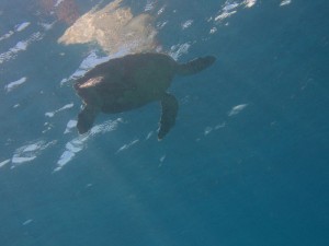 1212230790_IMG_4196 