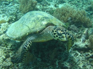 1212230790_IMG_4198 