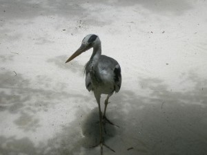 1179512911_asdu apr.2007 100