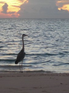 1179512994_asdu apr.2007 031