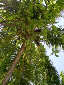 1179513268_asdu apr.2007 052