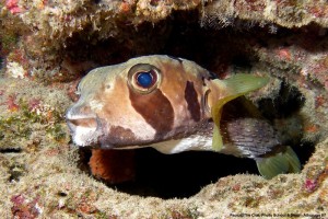 1195302252_P1010001_mod