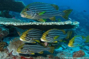 1195302252_P1010005_mod