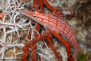 1195302252_P1010014_mod