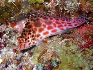 1195302253_P1010022_mod