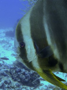 1195302254_P3060543_mod