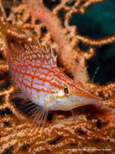 1195302255_P3080781_mod