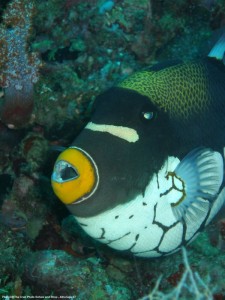 1195302255_P3151294_mod