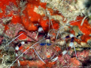 1195302255_P3151303_mod