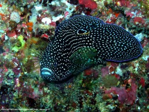 1195302257_P3171397_mod2