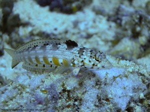 1195302257_P3181524_mod