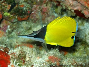 1195302258_P3191570_mod