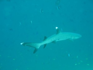 1276349228_2010Maldive sel-19