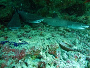 1276349228_2010Maldive sel-20