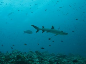 1276349228_2010Maldive sel-21