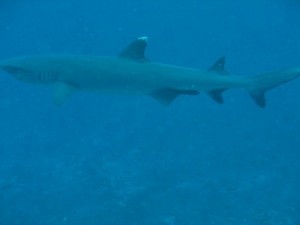 1276349228_2010Maldive sel-4