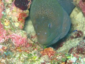 1276349228_2010Maldive sel-6