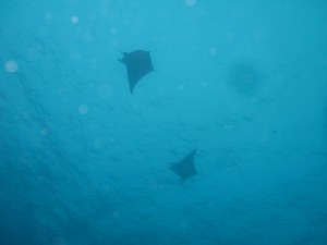 1276349229_2010Maldive-17