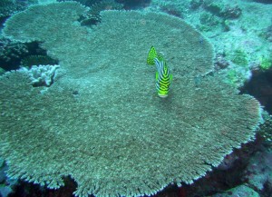 1276349229_2010Maldive-177