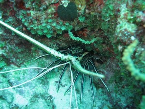 1276349229_2010Maldive-188