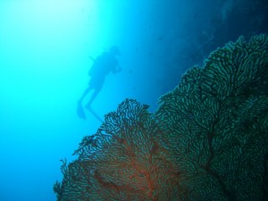 1276349229_2010Maldive-204