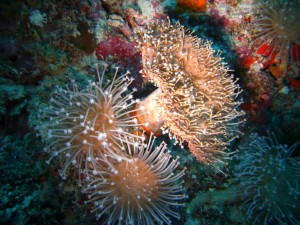 1276349229_2010Maldive-205