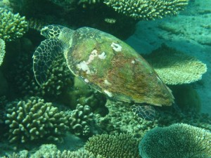 1276349230_2010Maldive-223