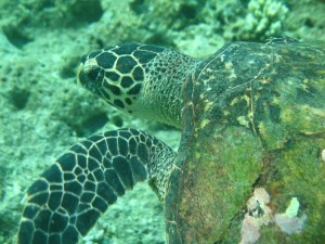 1276349230_2010Maldive-224