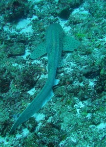 1276349230_2010Maldive-241