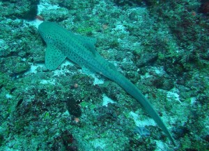 1276349230_2010Maldive-242