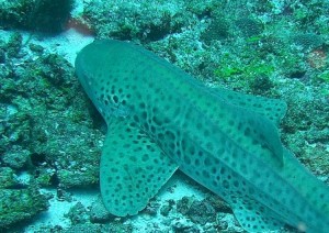 1276349230_2010Maldive-243