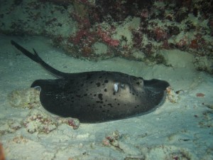 1276349230_2010Maldive-288