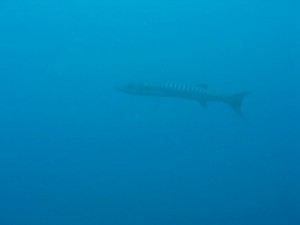 1276349230_2010Maldive-39