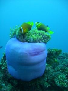 1276349230_2010Maldive-47