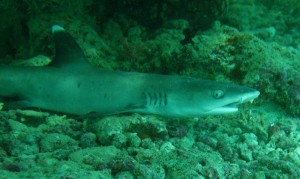 1276349230_2010Maldive-49