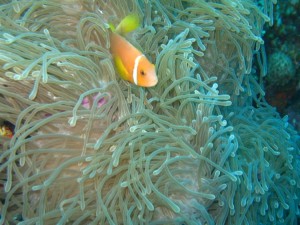 Maldive 2010