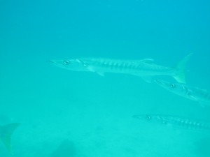 1311507393_IMG_1266 