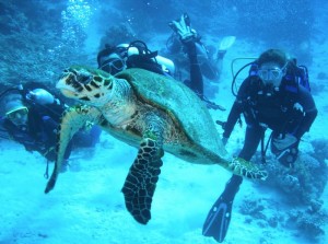 1172430318_mauro + patty con tartaruga