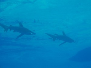 1172430676_coppia squali