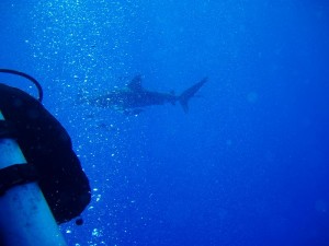 1172430676_squalo + mauro