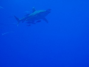 1172430677_squalo da lontano