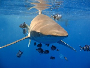 1172430677_squalo frontale