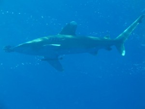 1172430677_squalo groso 5