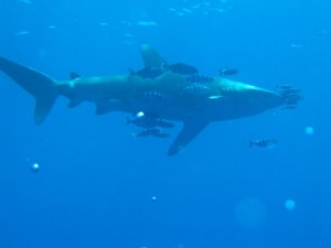 1172430677_squalo grosso 2